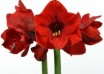 hippeastrum Floris Hekker ® (1)